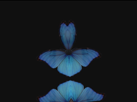 American Butter - Music video